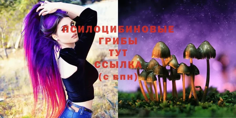 KRAKEN как войти  Камешково  Галлюциногенные грибы Psilocybe  купить наркотик 